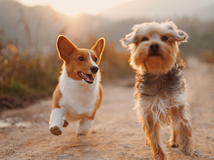 Corgi and terrier running happily together on a trail