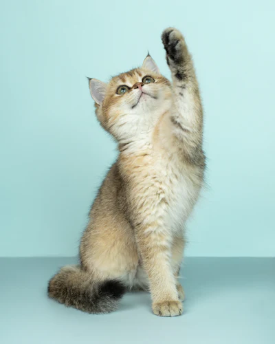 Tabby kitten reaching up with one paw