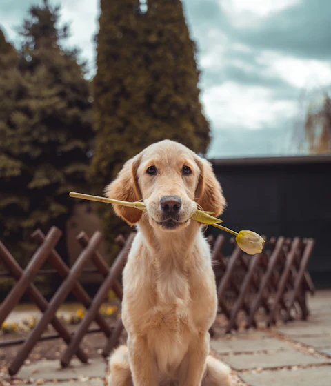Senior golden retriever with a soft, freshly groomed coat